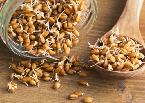 Пророщенная пшеница польза и вред. Чем полезна для здоровья пророщенная пшеница