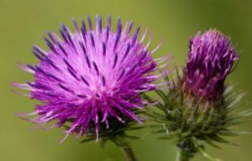 Как использовать репейное масло для ухода за кожей лица Как использовать репейное масло для ухода за кожей лица