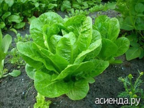 Какие условия необходимо соблюдать для выращивания семян салата цикорного пала росса Какие условия необходимо соблюдать для выращивания семян салата цикорного пала росса