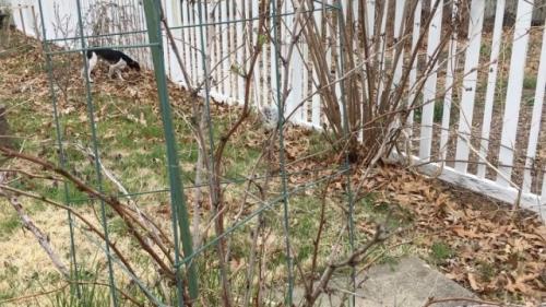 Что такое проверенная схема ухода за малиной Что такое проверенная схема ухода за малиной