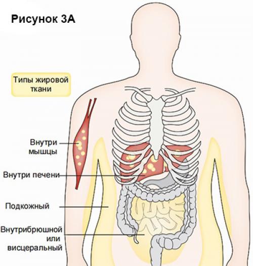 Что такое жировой гепатоз и как с ним бороться? 03 Что такое жировой гепатоз и как с ним бороться? 03