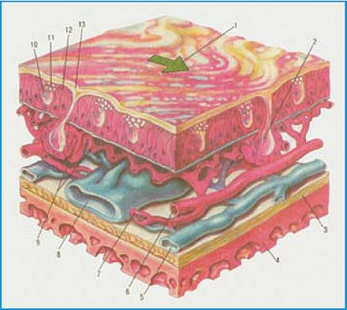 Препараты для восстановления слизистой. Коррекция сухости слизистой оболочки полости носа