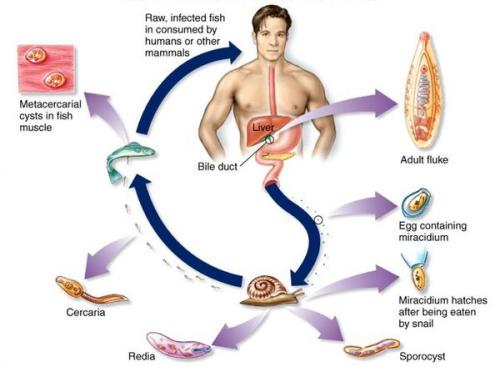 Пектиновая диета для очищения организма. Общие рекомендации 05