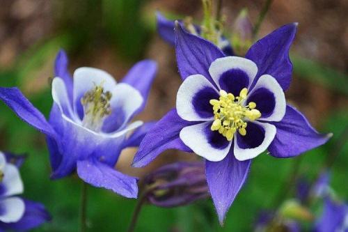 5 видов цветов. Садовые цветы: фото, названия и описания (каталог)