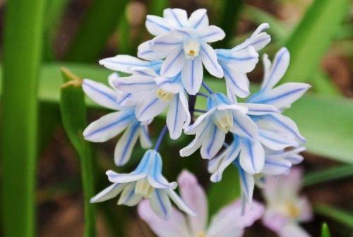 5 видов цветов. Садовые цветы: фото, названия и описания (каталог)