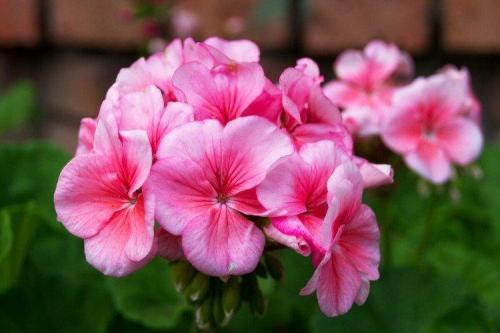 5 видов цветов. Садовые цветы: фото, названия и описания (каталог)