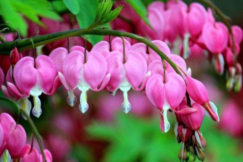 5 видов цветов. Садовые цветы: фото, названия и описания (каталог)