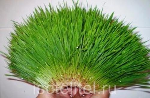 Как варить овес в шелухе. Как принимать отвар овса при разных болезнях?