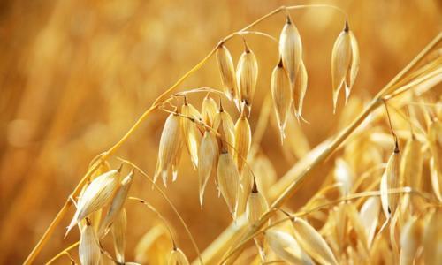 Как заваривать овес в термосе. Советы: как правильно заваривать овес в термосе