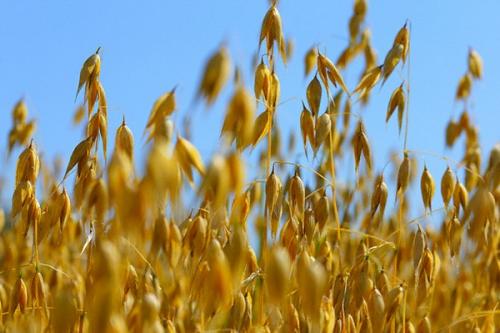 Отвар овса, как правильно приготовить. Отвар овса – лечебные свойства. Как заварить овес