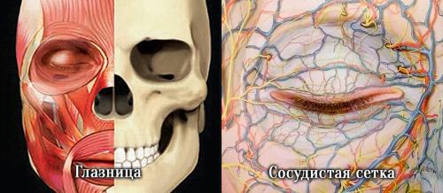Как избавиться от темных кругов под глазами косметология. Давайте взглянем на анатомическое строение области глаз.