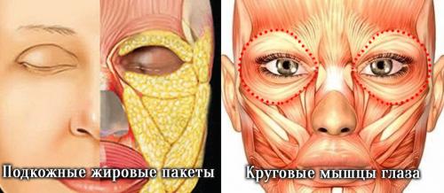 Как избавиться от темных кругов под глазами косметология. Давайте взглянем на анатомическое строение области глаз.