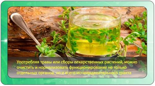 Как эффективно использовать травы для очищения организма от шлаков