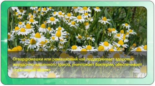 Какие травы для очищения организма от шлаков могут быть использованы в качестве добавок к пище. Применение трав при очищении организма в домашних условиях