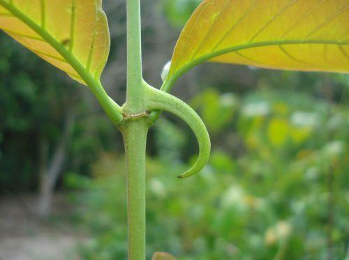 Чай для очищения организма от шлаков и токсинов. Травяные чаи