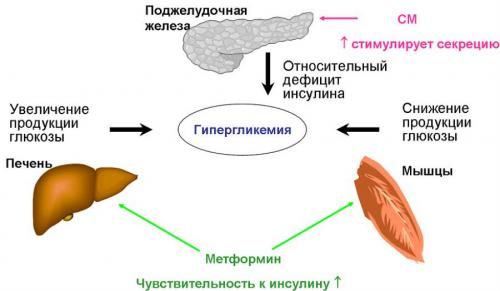 Как метформин канон таблетки п влияет на вес. Ольга Гвоздева, эндокринолог. Редактор А. Герасимова