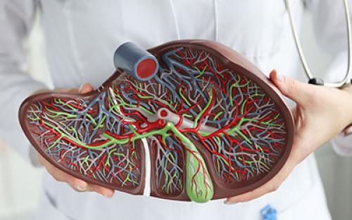 Через сколько восстанавливается печень после алкоголя. Влияние алкоголя на печень