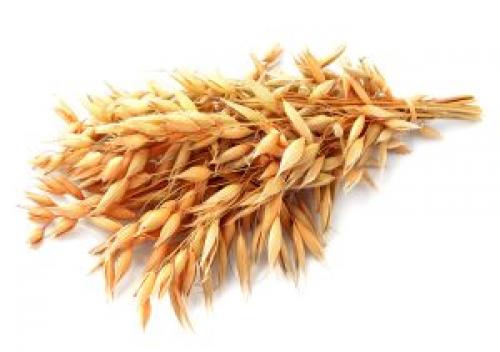 Как правильно заварить овес, чтобы он был вкусным и полезным. Лечебные свойства овса