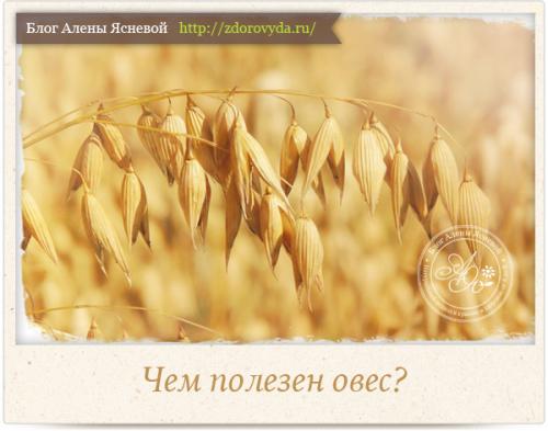 Какие дополнительные ингредиенты можно добавить в настой овса для усиления эффекта. О том, как приготовить целебный настой овса для нашей красоты и здоровья