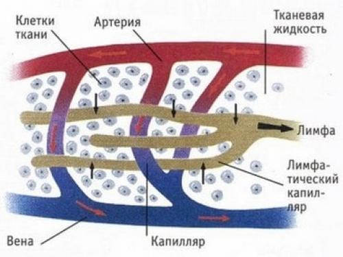 Как избавиться от целлюлита и подтянуть кожу. Почему появляется целлюлит