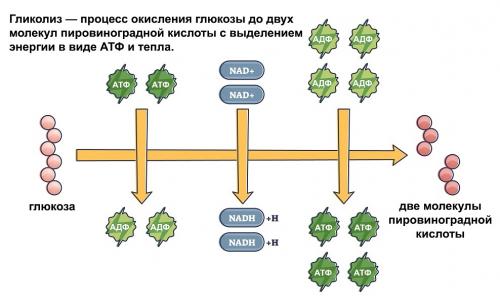 Как заставить себя не есть мучное и сладкое. Почему возникает и существует такая сильная тяга к сладкому?
