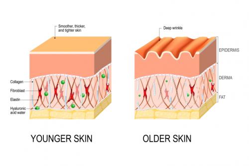 Как повысить тургор кожи лица форум. Почему кожа теряет упругость