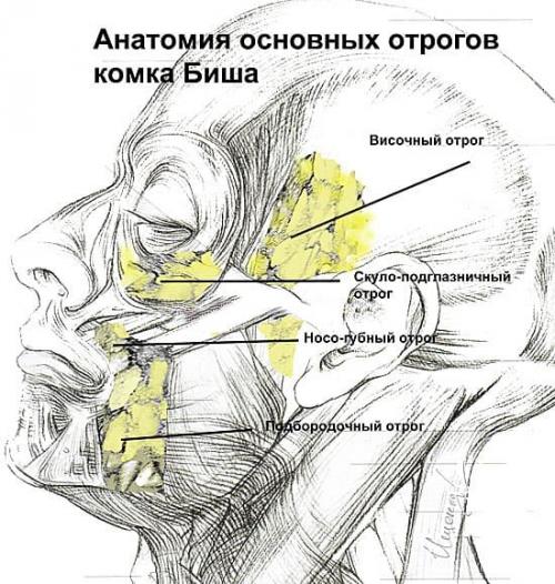 Гравитационный птоз нижней трети лица и верхнего века. Определение болезни. Причины заболевания 03