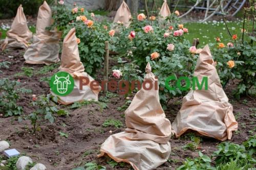 Какие растения наиболее уязвимы для заморозков