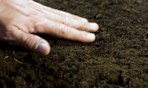 Какие меры предосторожности следует принять при посадке боярышника осенью