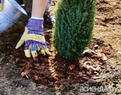 Как обеспечить оптимальное увлажнение хвойных растений в зимний период