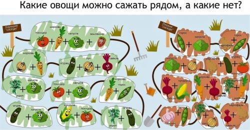 Какие факторы следует учитывать при выборе пары для смешанных грядок Какие факторы следует учитывать при выборе пары для смешанных грядок