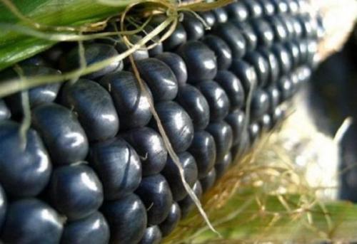 Как правильно высаживать рассаду кукурузы в открытый грунт Как правильно высаживать рассаду кукурузы в открытый грунт