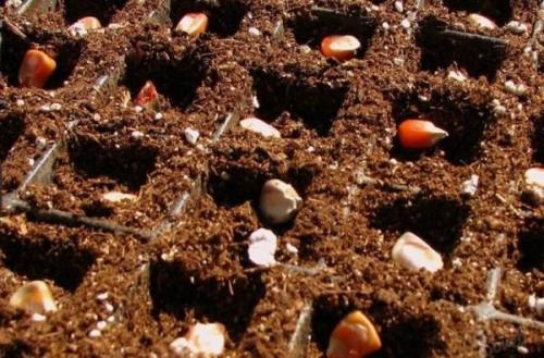 Какие сорта кукурузы более устойчивы к морозам Какие сорта кукурузы более устойчивы к морозам