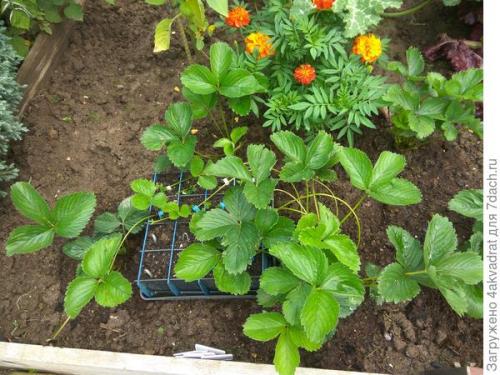 Какие инструменты и материалы необходимы для пересадки клубники в августе