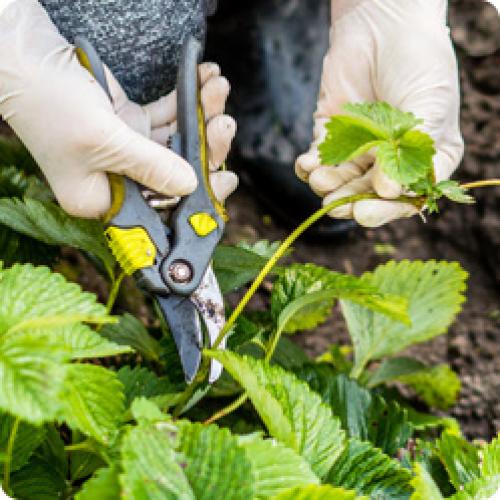 Какие факторы могут повлиять на успех пересадки старых кустов клубники Какие факторы могут повлиять на успех пересадки старых кустов клубники